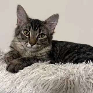 Loki