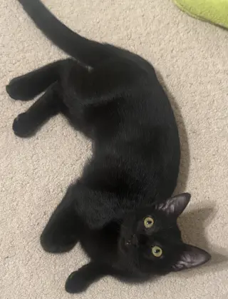 Mia