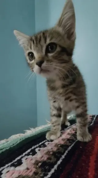 HAZEL