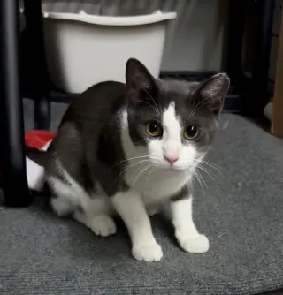 Bob