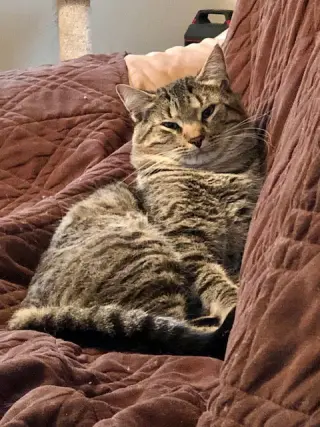 Simba