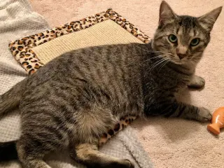 Simba