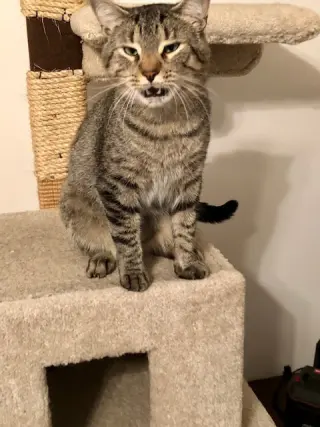 Simba