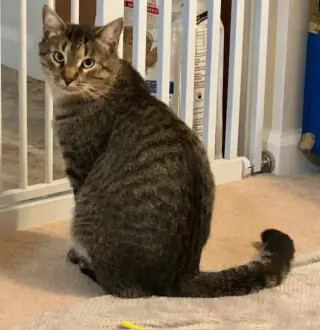 Simba