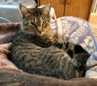 Simba