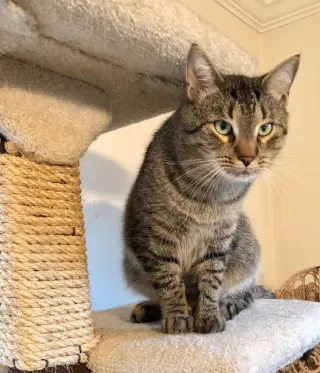Simba