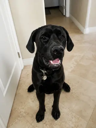 George (Courtesy Post) Foster or Adopt Me!