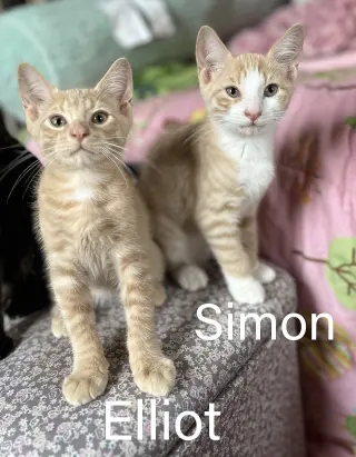 Elliot & Simon
