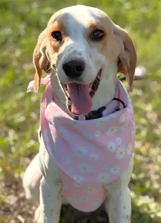 Daisy Jane