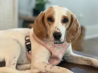 Daisy Jane
