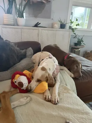 Daisy Jane