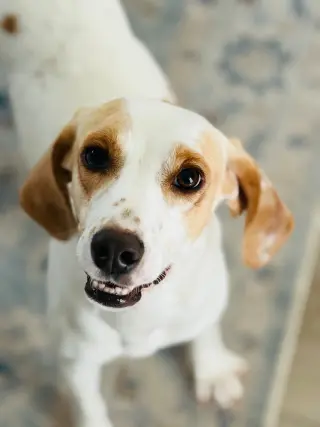 Daisy Jane