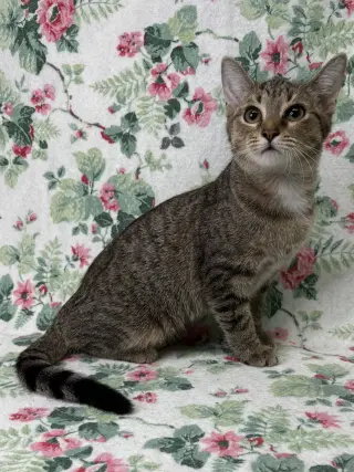 260789  Greta
