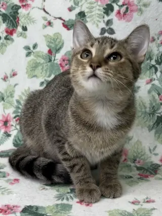 260789  Greta