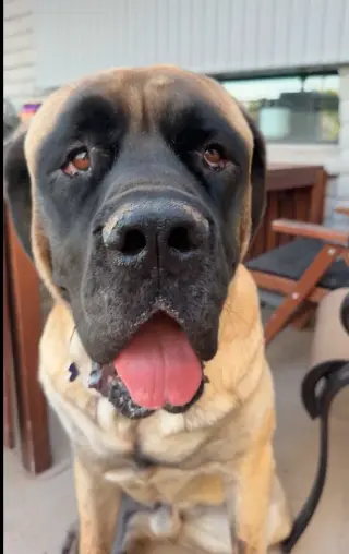 Hank