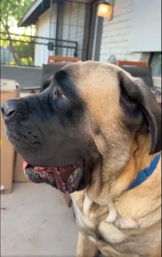 Hank