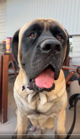Hank
