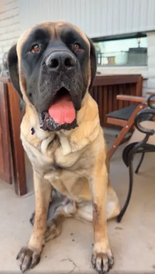 Hank
