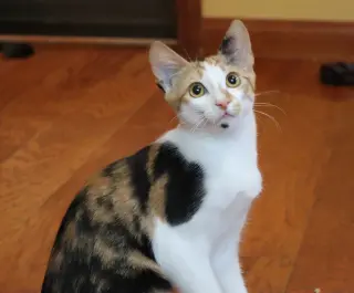 Amelia