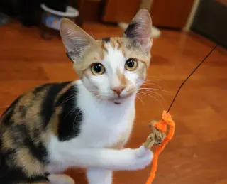 Amelia