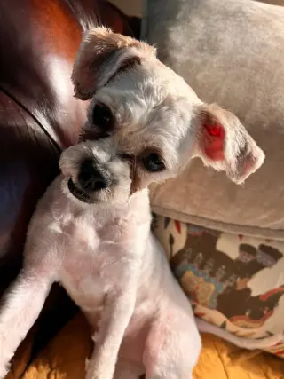 SIR ZIGGY