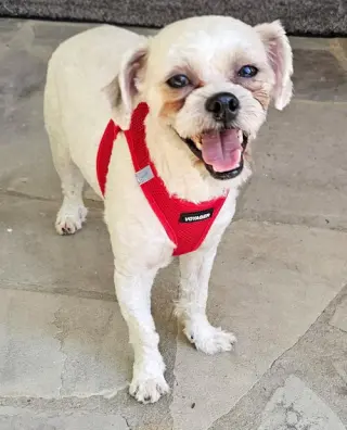 SIR ZIGGY