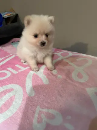 🐶💙 ¡PERRITOS FRENCH/ POMERANIAN EN VENTA! 💕🐾