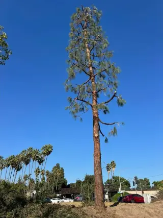 🌳🪚 ¡MARIO TREE SERVICE! 🪚🌳