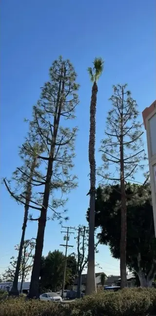 🌳🪚 ¡MARIO TREE SERVICE! 🪚🌳