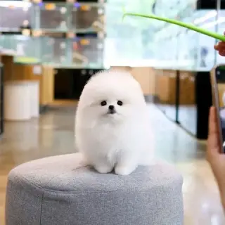 Pomeranian and French bulldog
