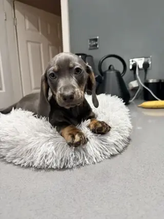 Teckel AKC