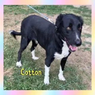 Cotton