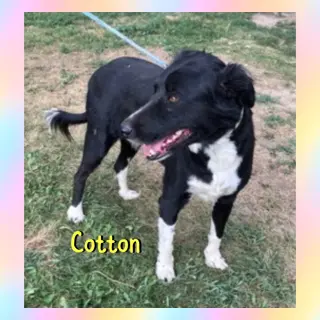 Cotton
