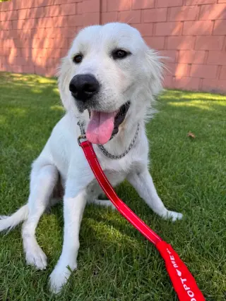 Lucille