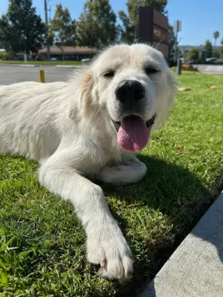 Lucille