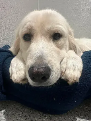 Lucille