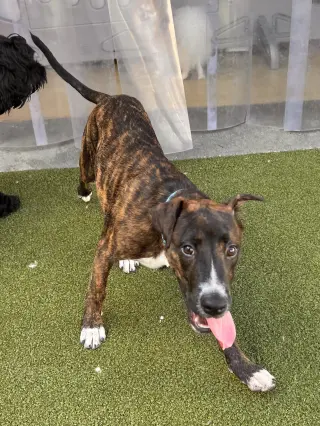 Tiki