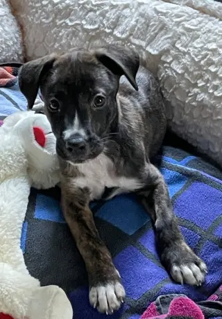 Tiki