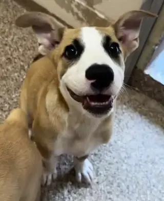 Mac