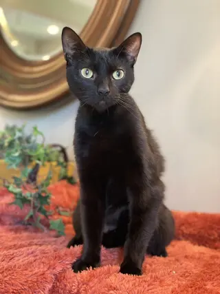 Ivy