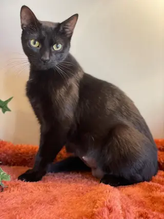 Ivy