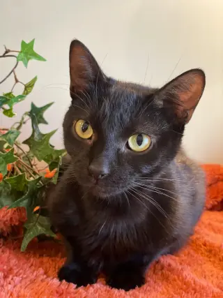 Ivy