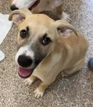 Spud
