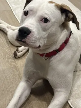 Pearl - Pitty