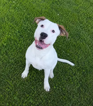 Pearl - Pitty