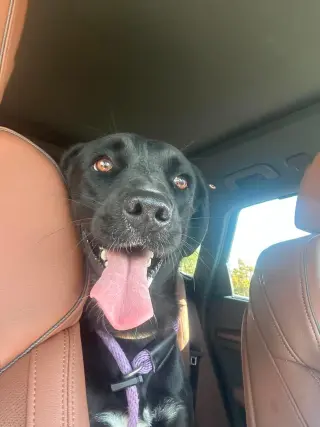 Tara