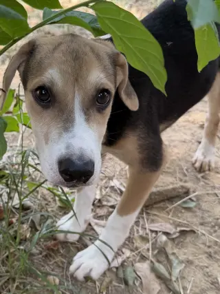 260930  Hank