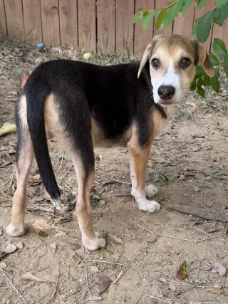 260930  Hank