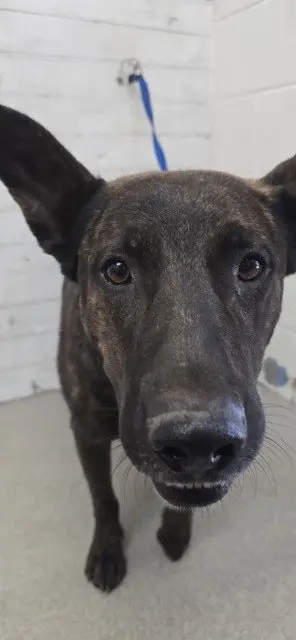 REX