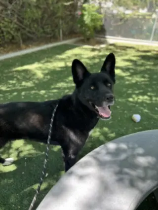 BELLA